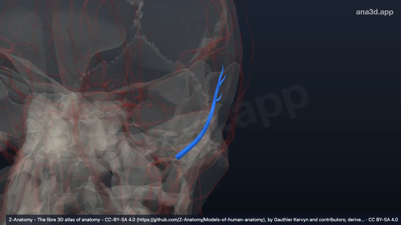 Modelo 3D: Artéria temporal posterior profunda esquerda