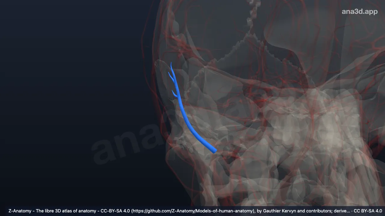 Modelo 3D: Artéria temporal posterior profunda direita