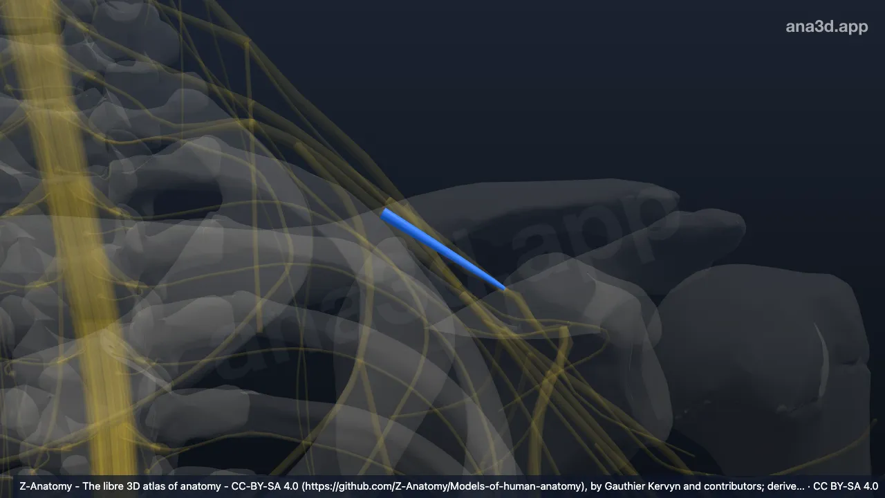 3D-Modell: Linke Divisio posterior trunci inferioris plexus brachialis