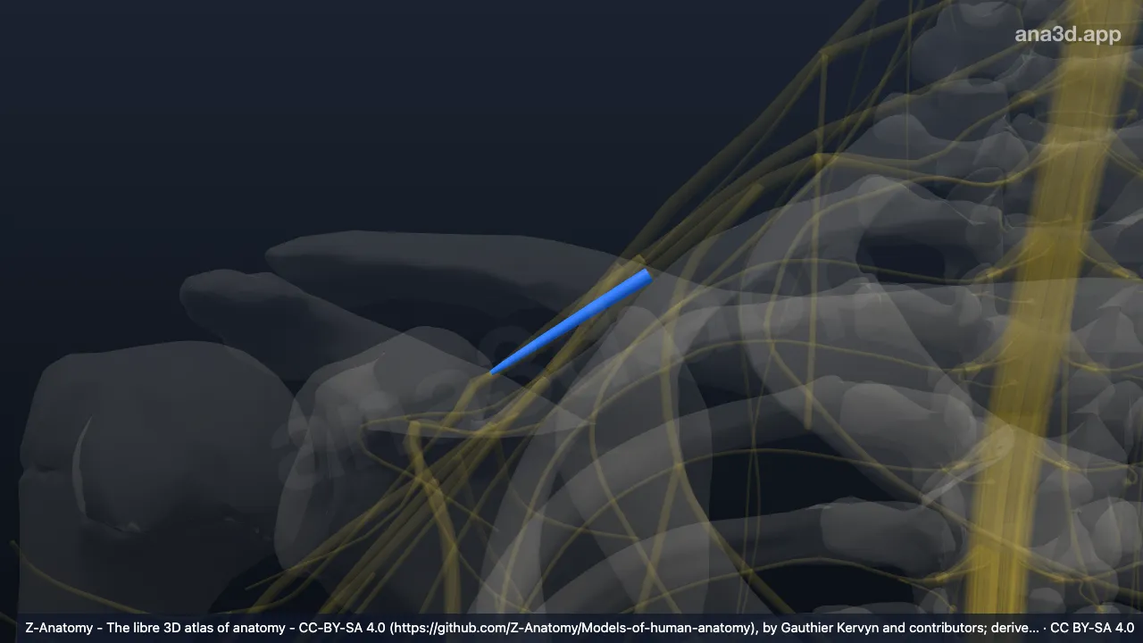 Modelo 3D: División posterior del tronco inferior del plexo braquial derecho