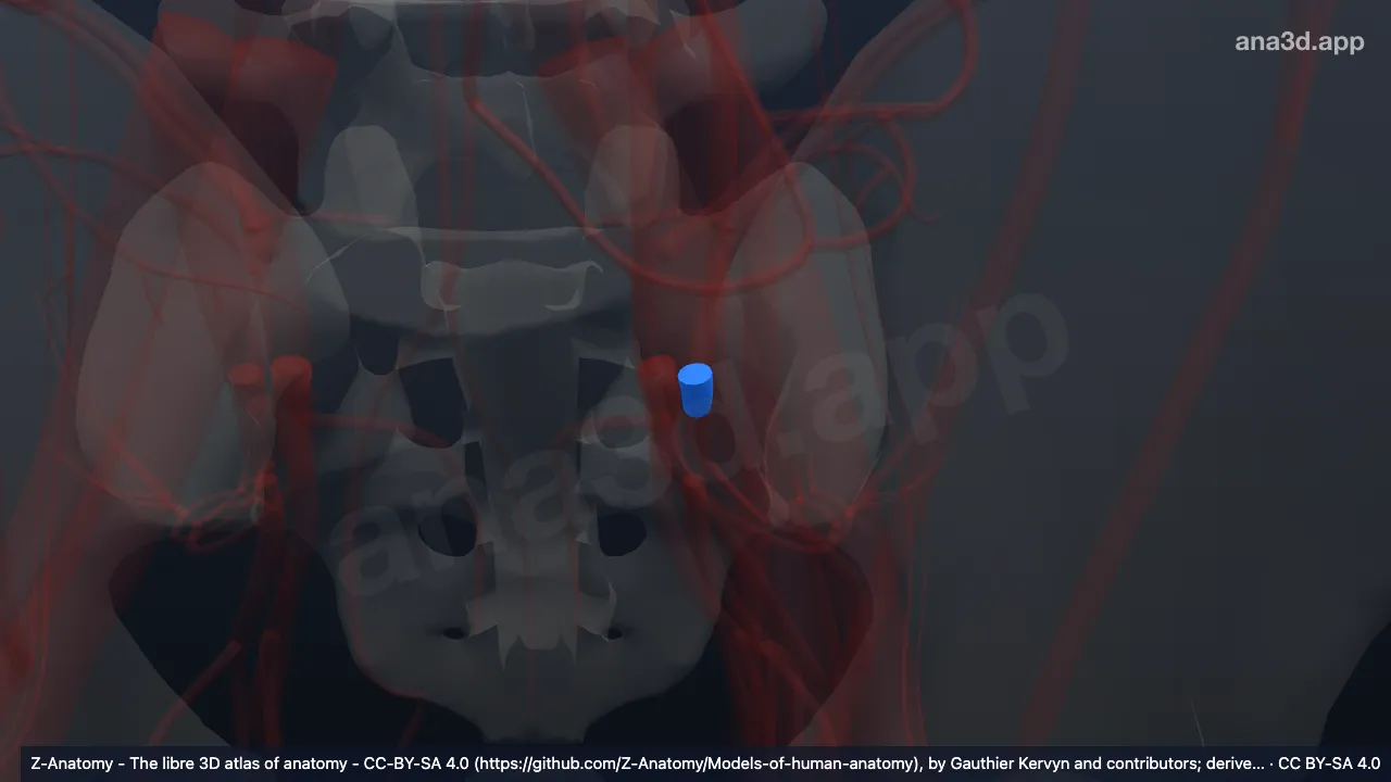 Modèle 3D : Division postérieure de l'artère iliaque interne gauche