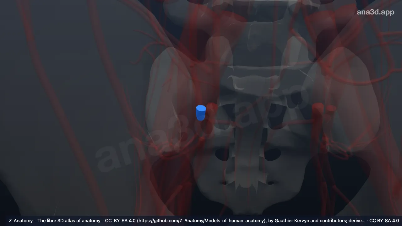 3Dモデル：右内腸骨動脈後枝