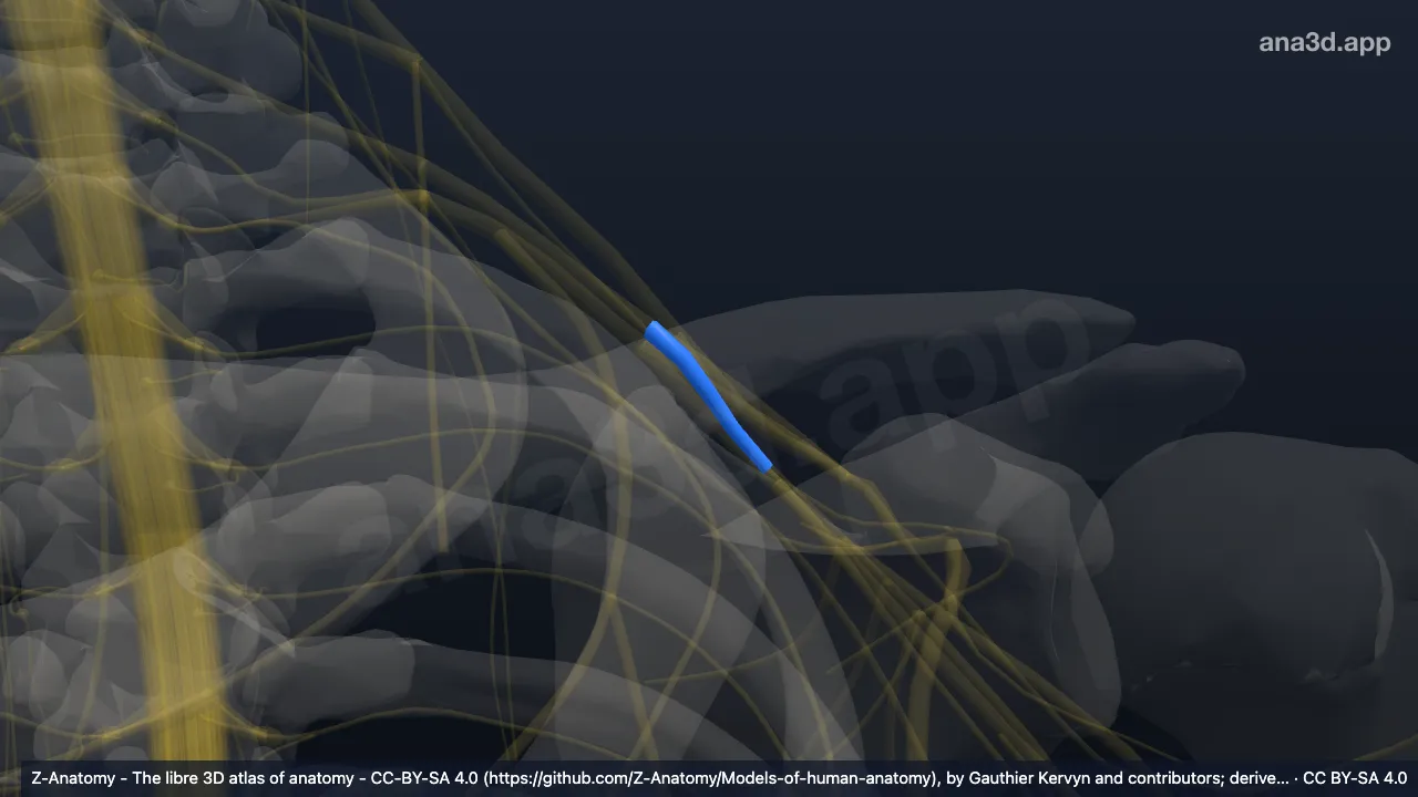 Modelo 3D: Divisão posterior do tronco médio do plexo braquial esquerdo