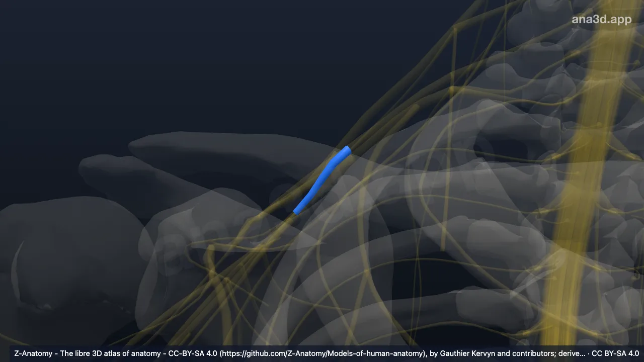 Modèle 3D : Division postérieure du tronc moyen du plexus brachial droit