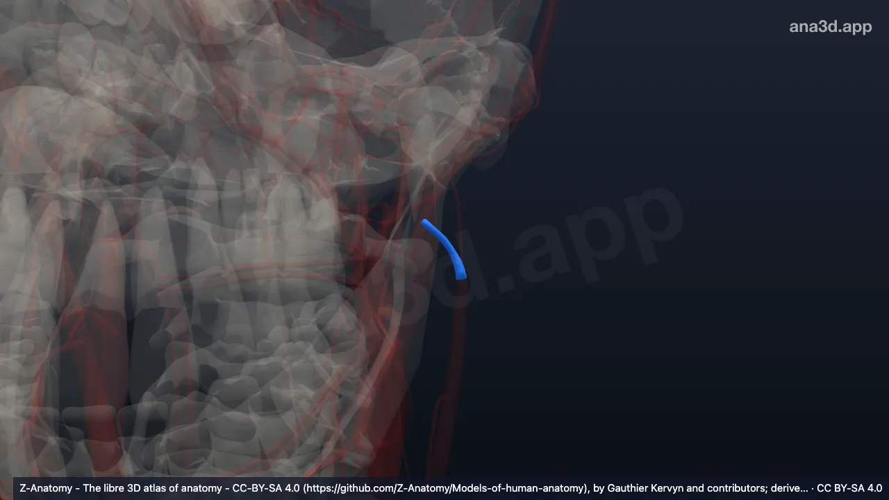 3D 模型：左下颌后静脉后支