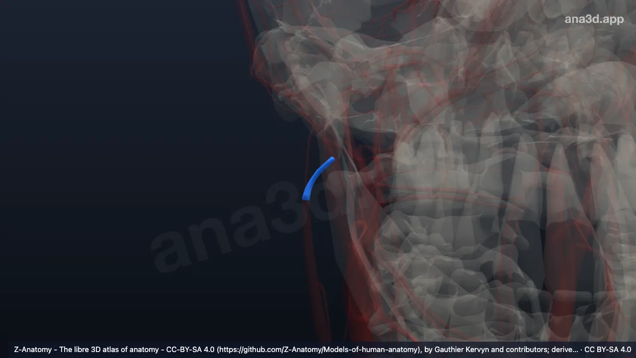 3D 模型：右下颌后静脉后支