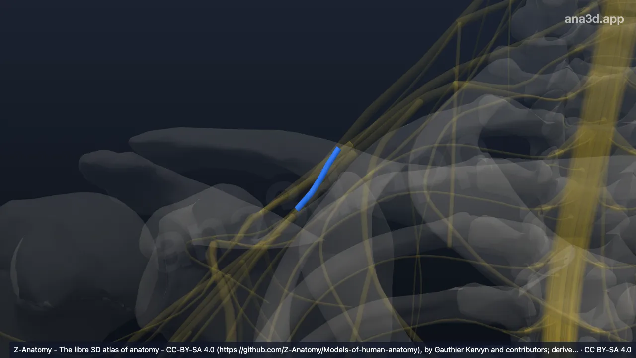 Modelo 3D: Divisão posterior do tronco superior do plexo braquial direito