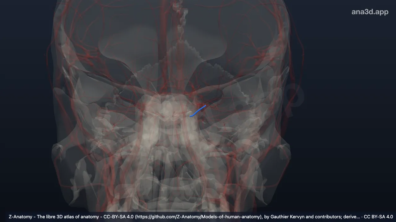 Modelo 3D: Arteria etmoidal posterior izquierda