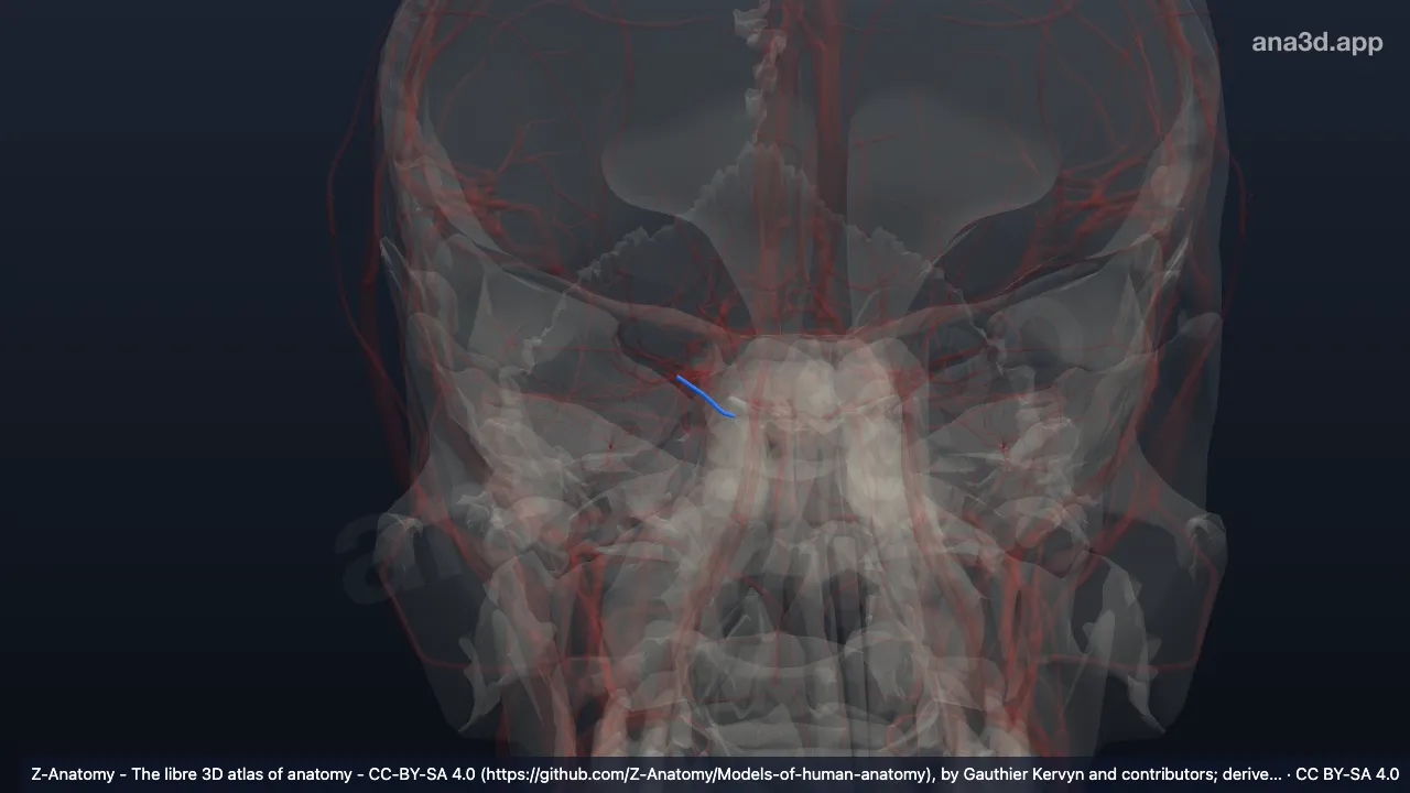 Modèle 3D : Artère ethmoïdale postérieure droite