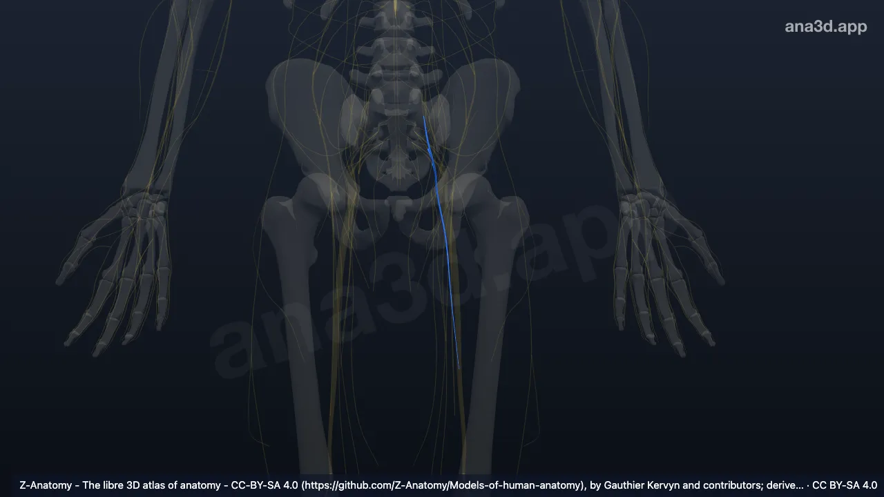 3D model: left posterior femoral cutaneous nerve