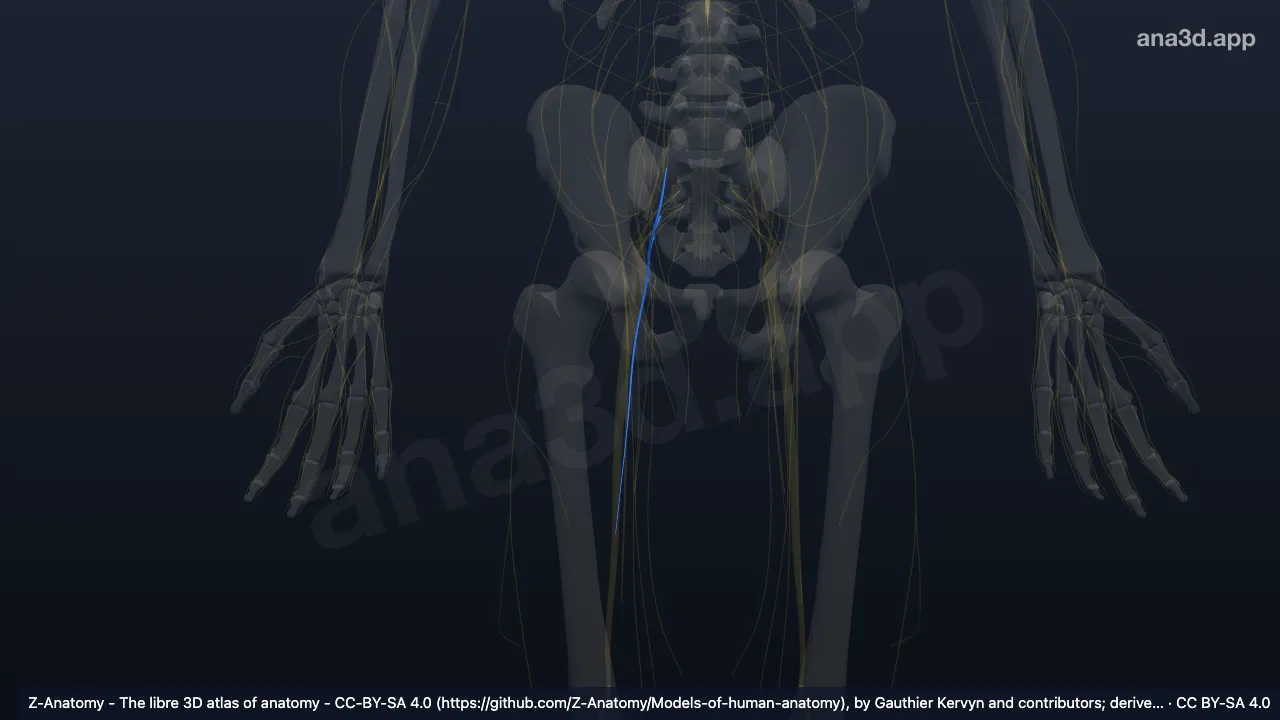3D-Modell: Rechter Nervus cutaneus femoris posterior