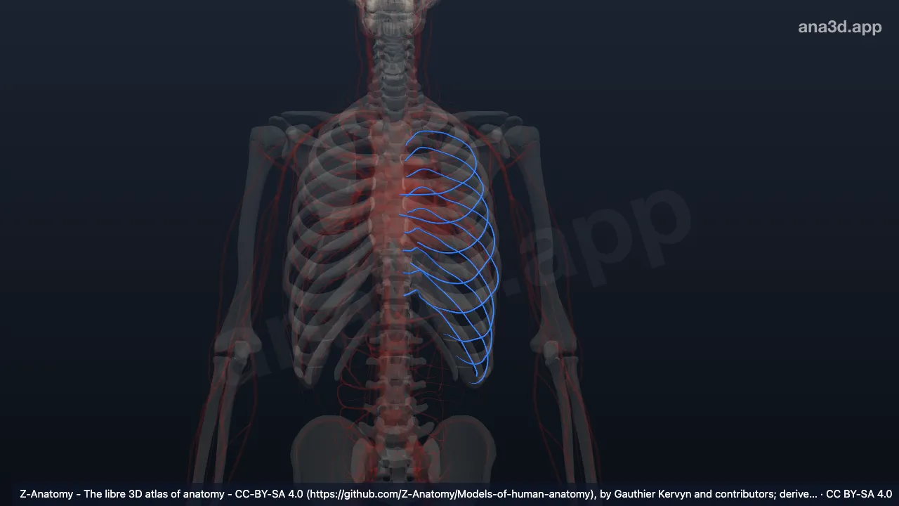 Modelo 3D: Artérias intercostais posteriores esquerdas