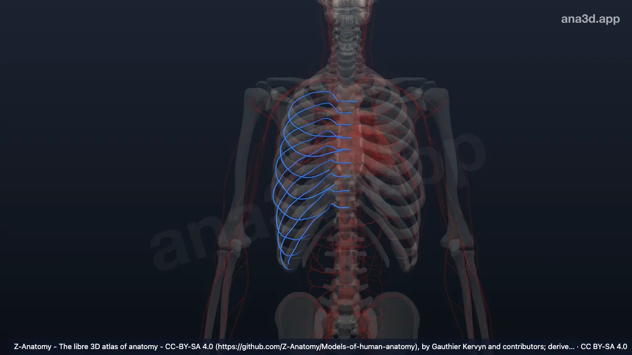 Modelo 3D: Artérias intercostais posteriores direitas
