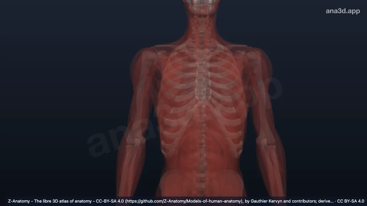 Modelo 3D: Septo intermuscular posterior da perna esquerda