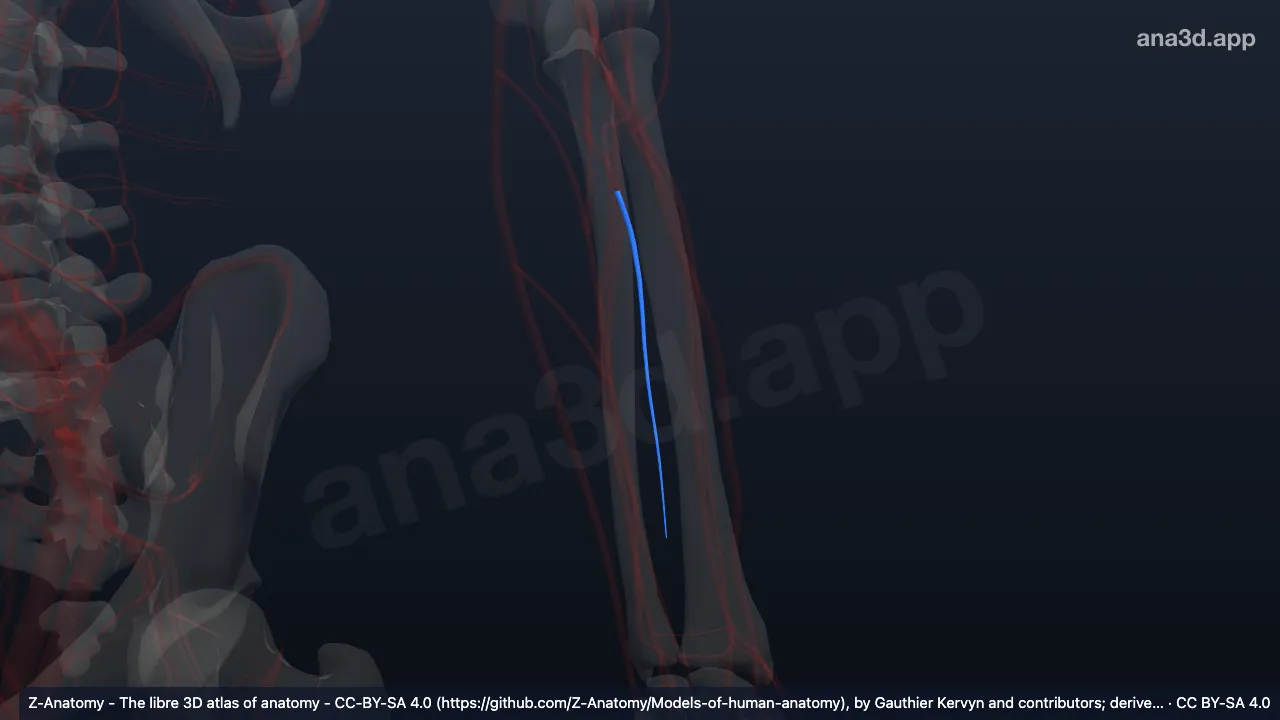 Modelo 3D: Artéria interóssea posterior esquerda