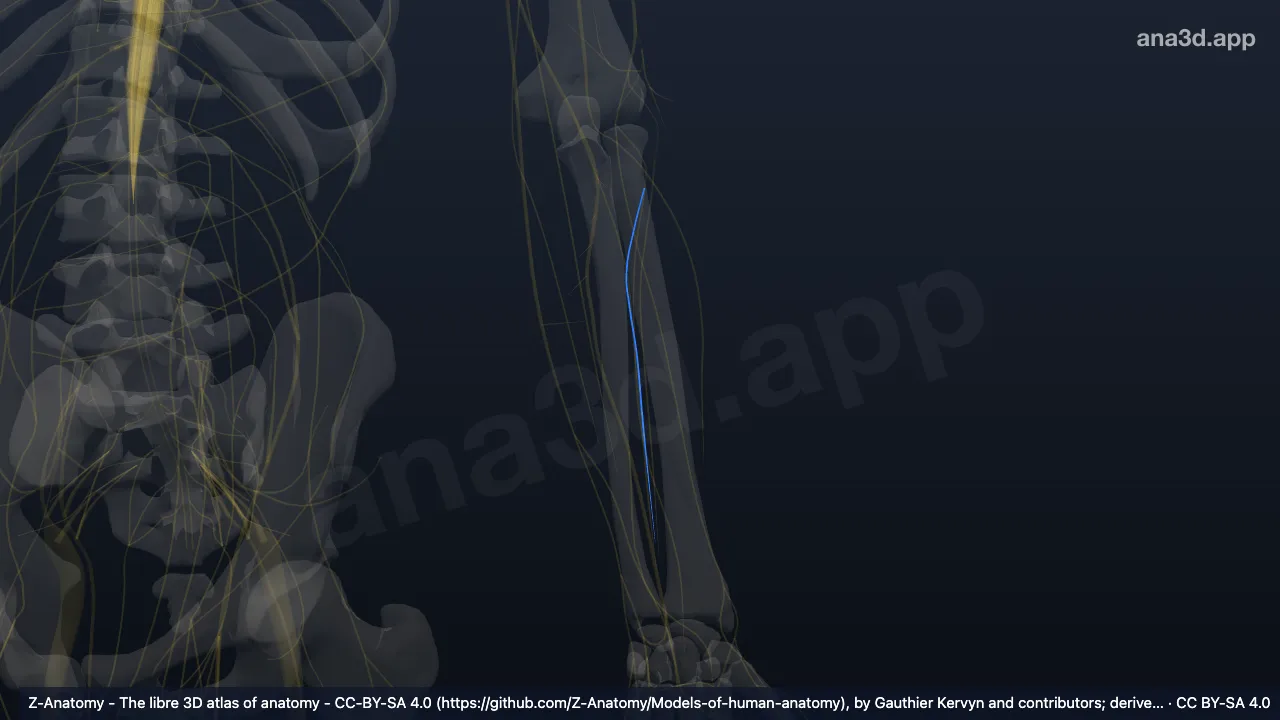 3D 模型：左前臂骨间后神经