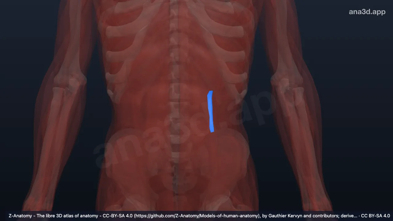 Modelo 3D: Camada posterior da fáscia toracolombar esquerda