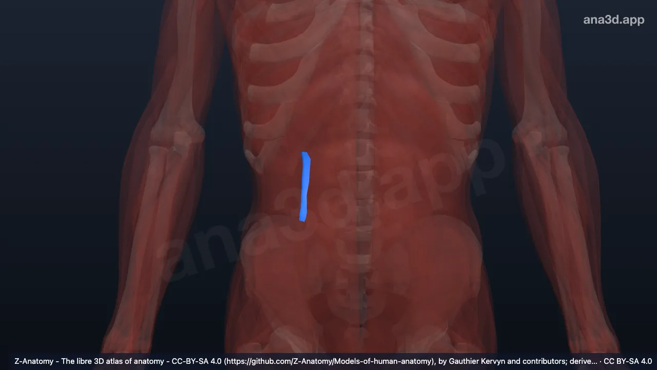 Modelo 3D: Camada posterior da fáscia toracolombar direita