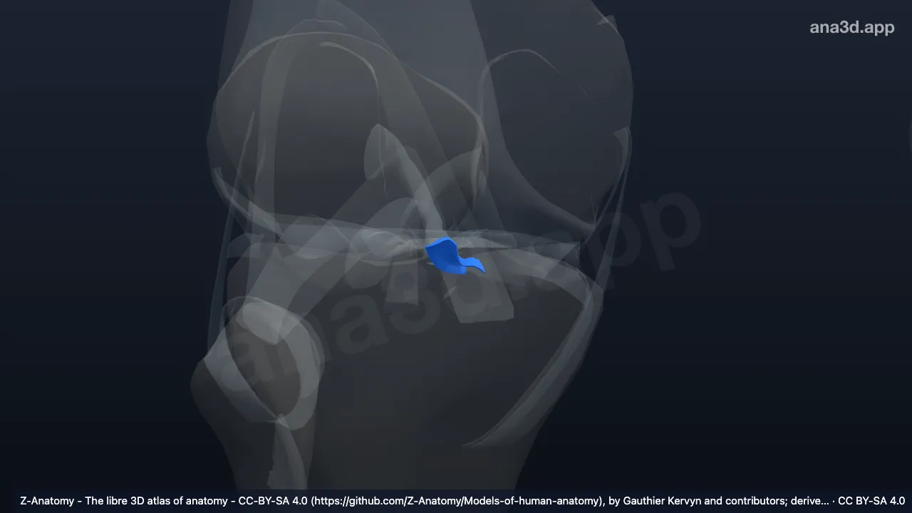 3D model: right posterior meniscotibial ligament (Medial meniscus)