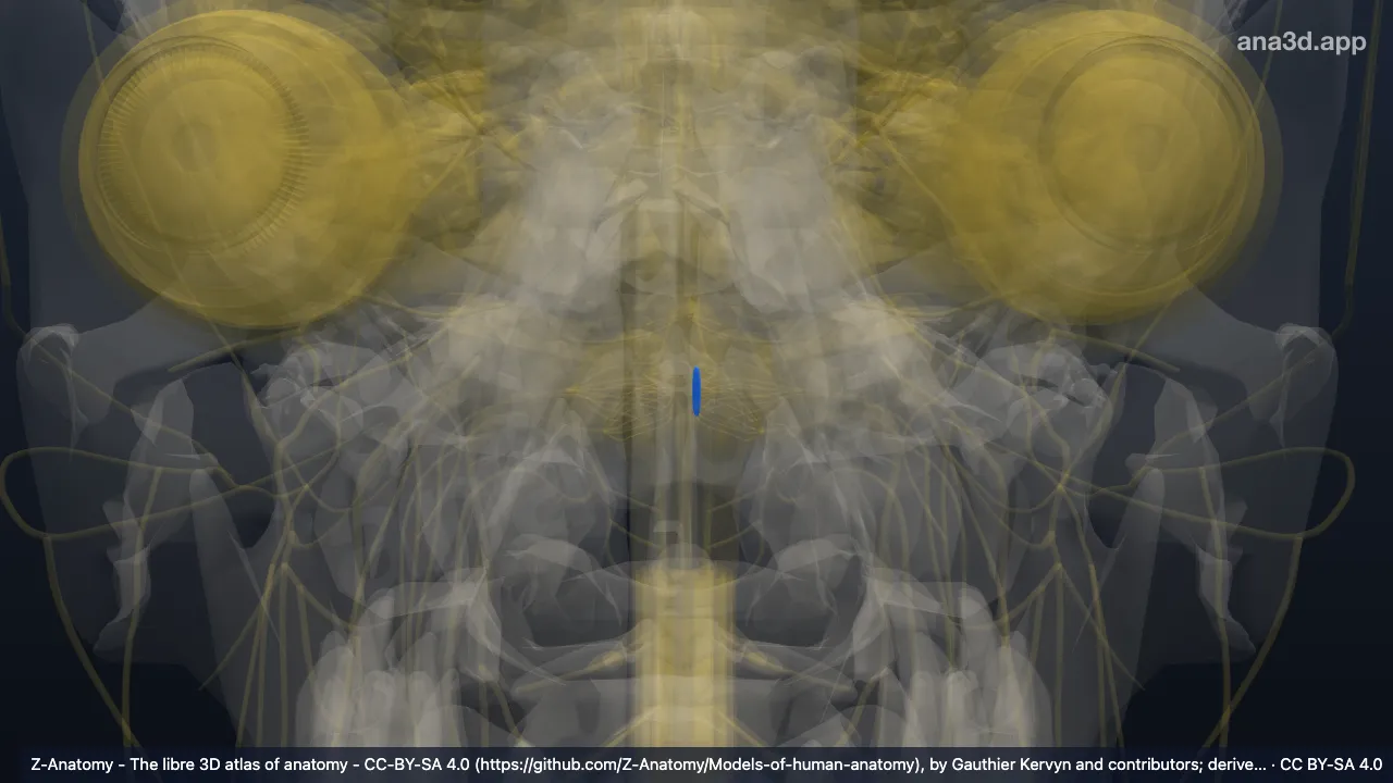 3D model: left posterior nucleus of vagus nerve