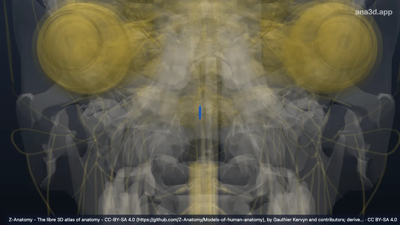 3D model: right posterior nucleus of vagus nerve