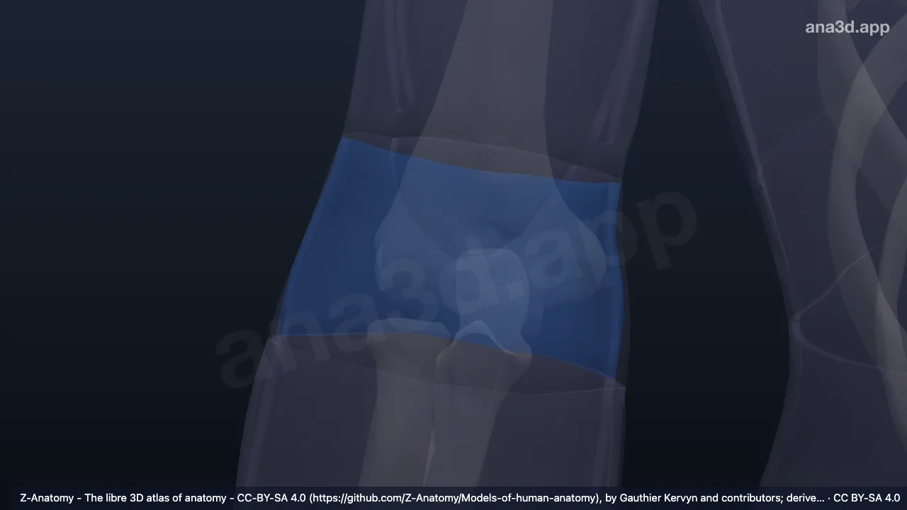 Model 3D: Regio posterior siku kanan