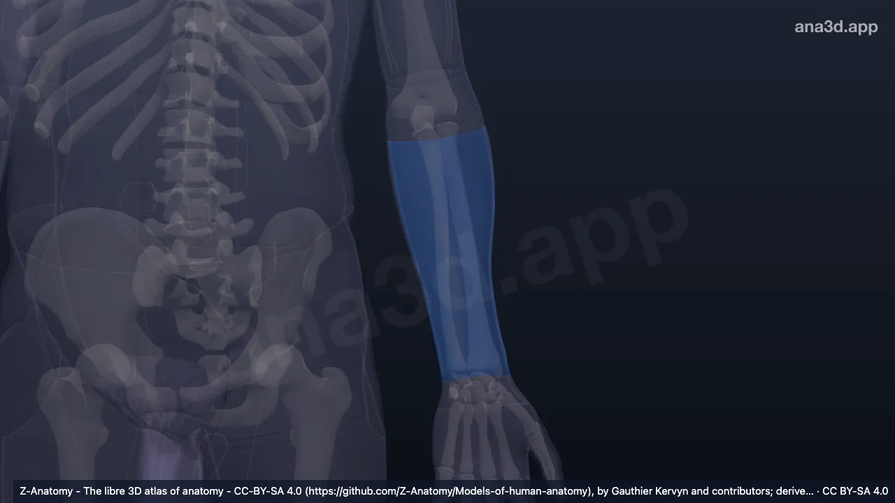Modelo 3D: Região posterior do antebraço esquerdo