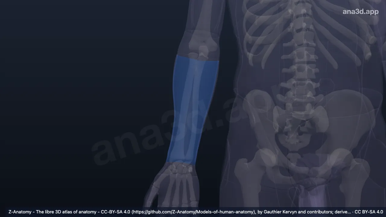 3Dモデル：右前腕後部