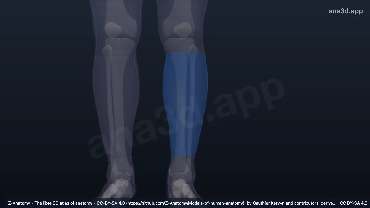 Modelo 3D: Região posterior da perna esquerda
