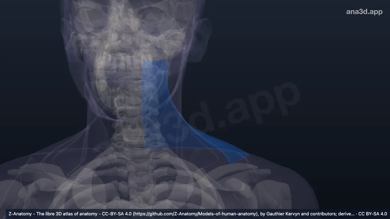 3D-Modell: Linke Regio cervicalis posterior