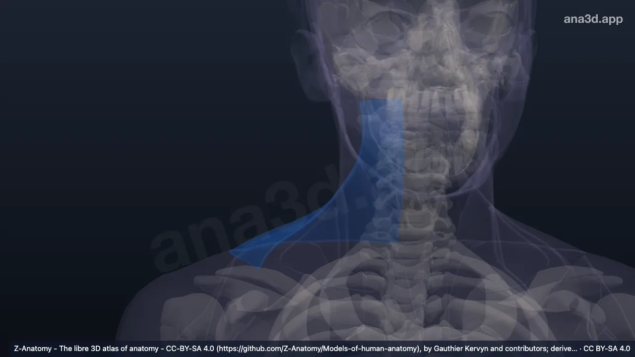 3D-Modell: Rechte Regio cervicalis posterior