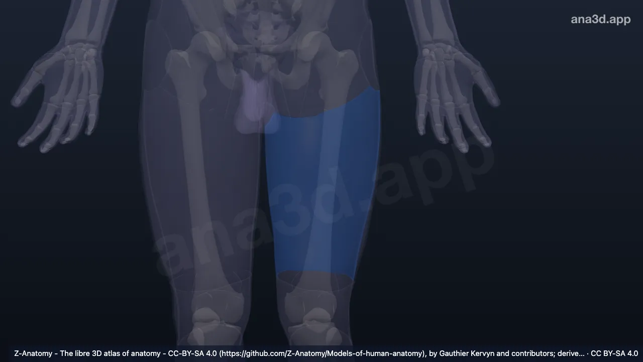 3D-Modell: Linke Regio femoris posterior