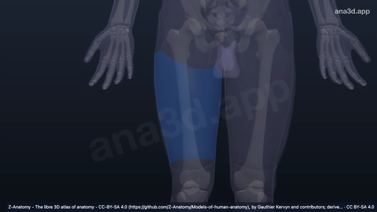 3D-Modell: Rechte Regio femoris posterior