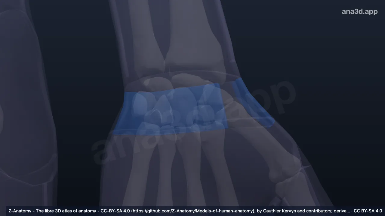 Modelo 3D: Região posterior do punho esquerdo