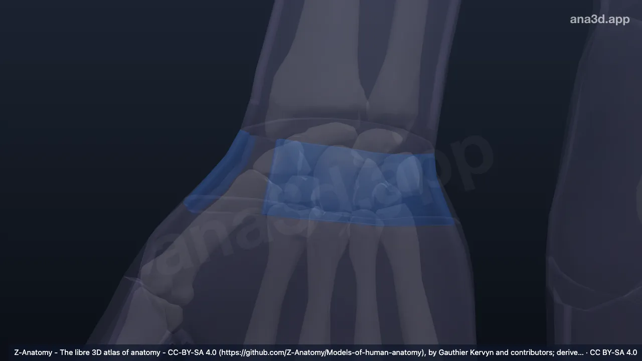Modelo 3D: Região posterior do punho direito