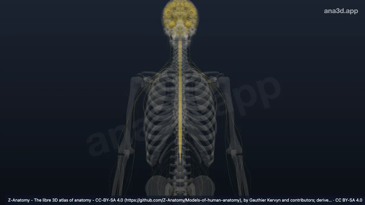 3D model: left posterior root of spinal nerve