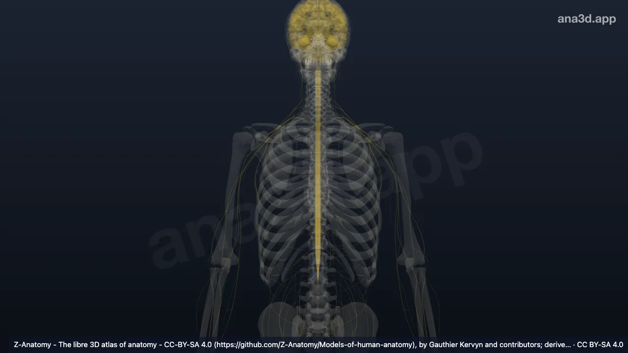 3D model: right posterior root of spinal nerve