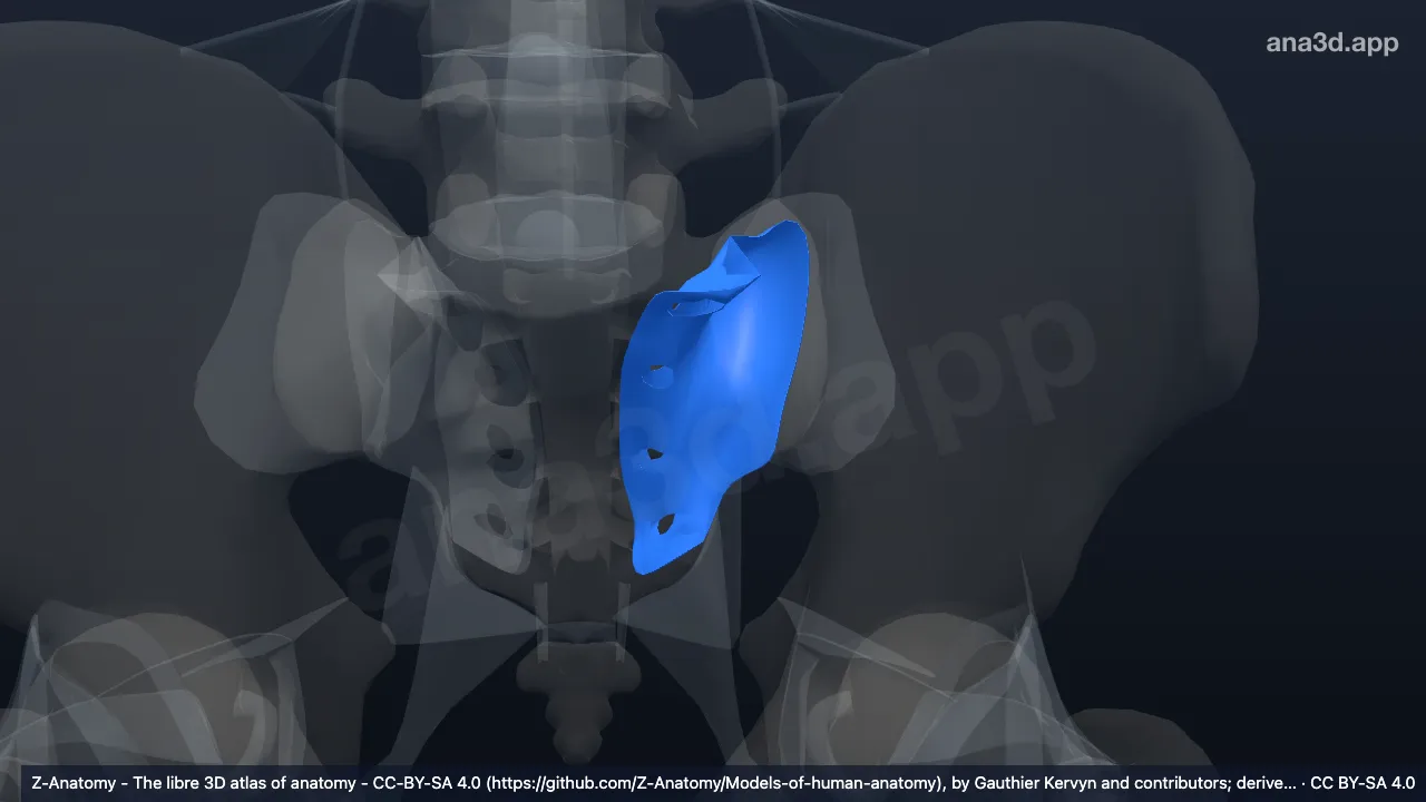 Modèle 3D : Ligament sacro-iliaque postérieur gauche