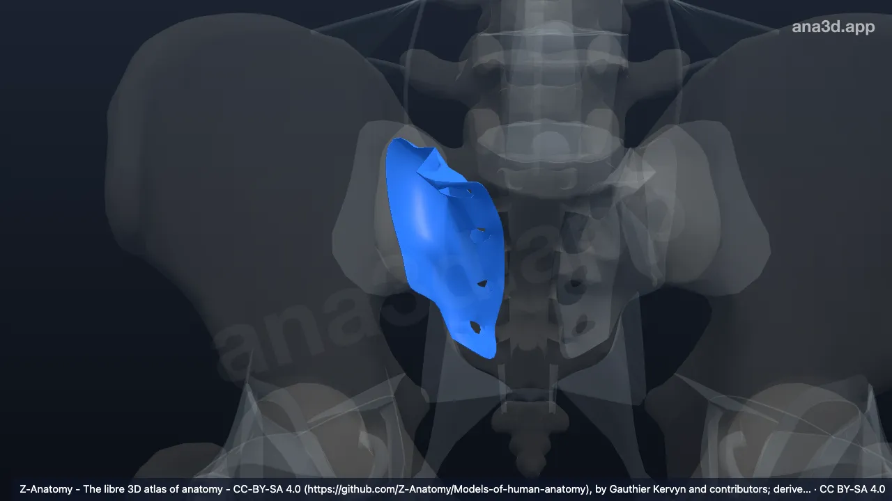 3D model: right posterior sacro-iliac ligament