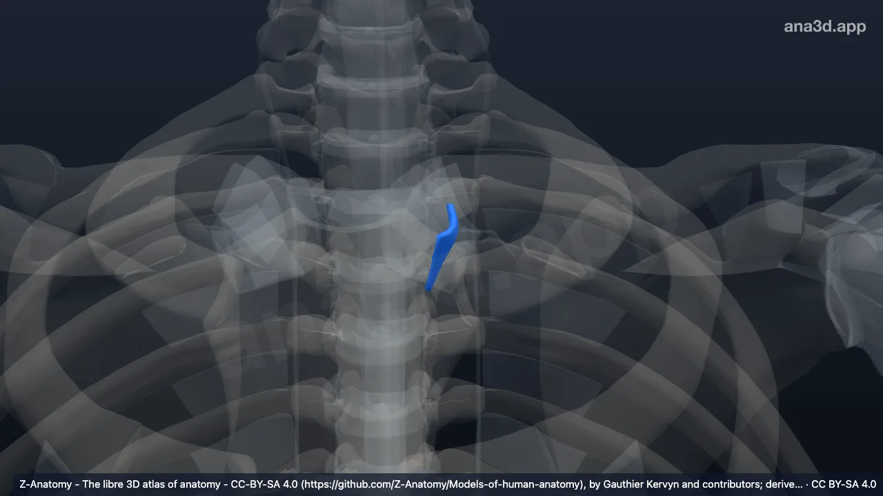 3D model: left posterior sternoclavicular ligament