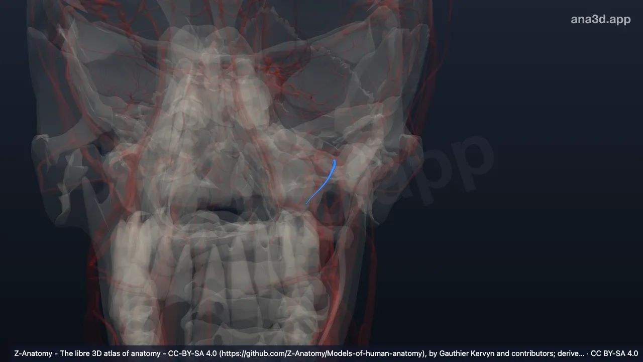 Model 3D: Arteri alveolaris superior posterior kiri