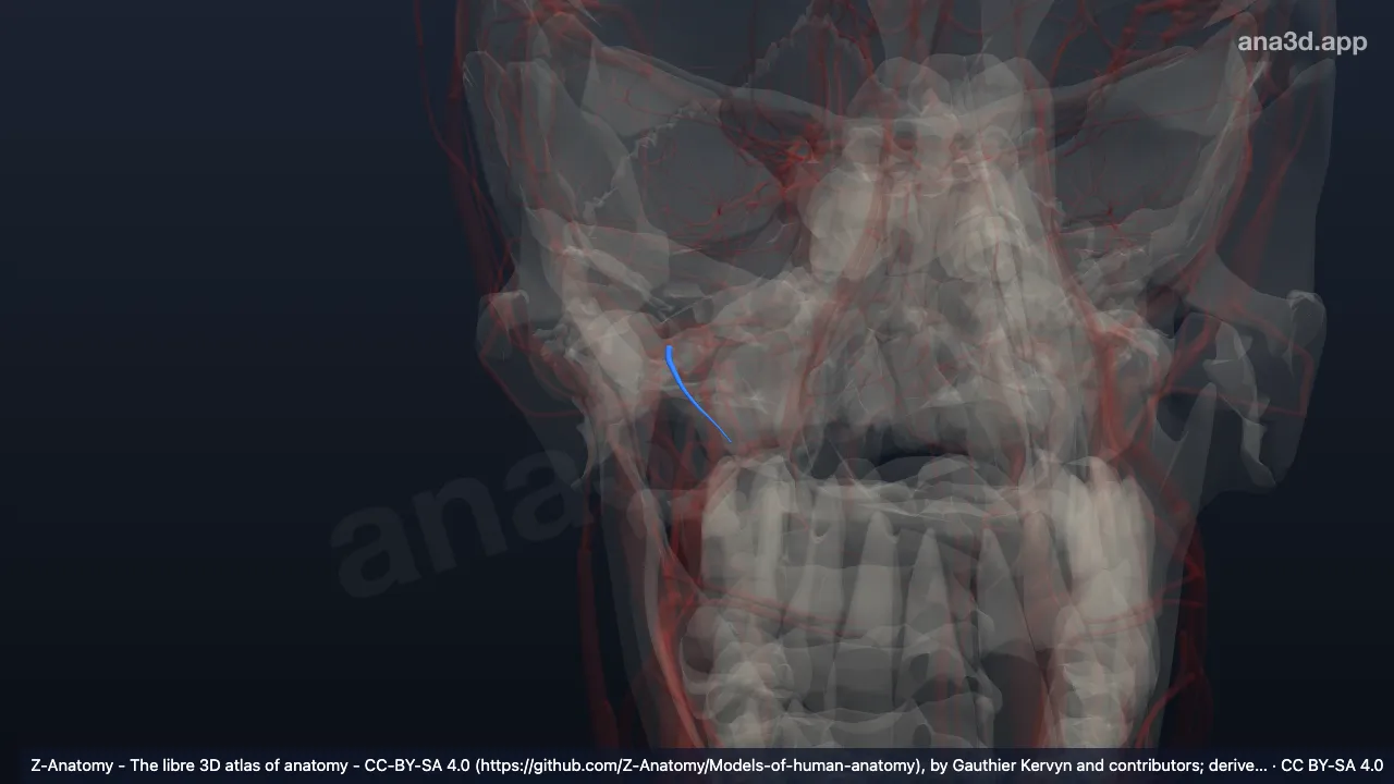 Modelo 3D: Arteria alveolar superior posterior derecha