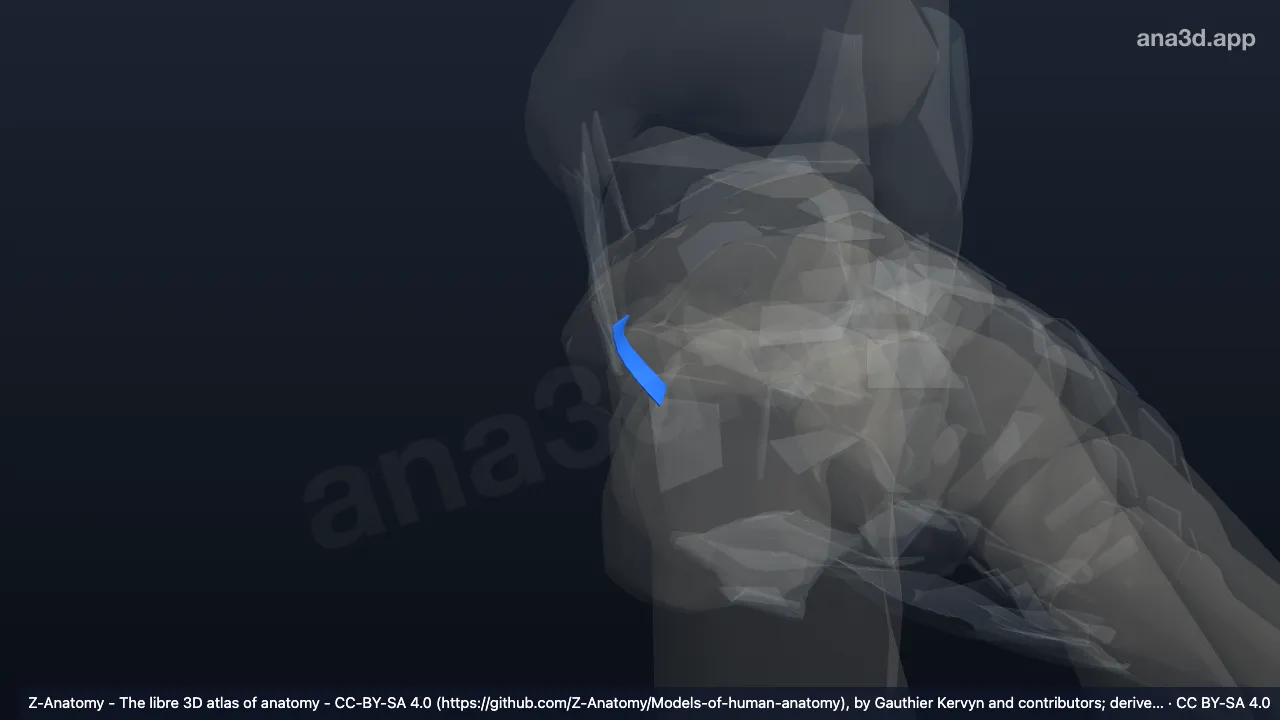 3D model: left posterior talocalcaneal ligament