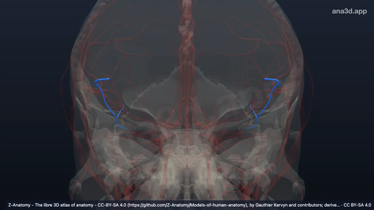 3D model: posterior temporal branch