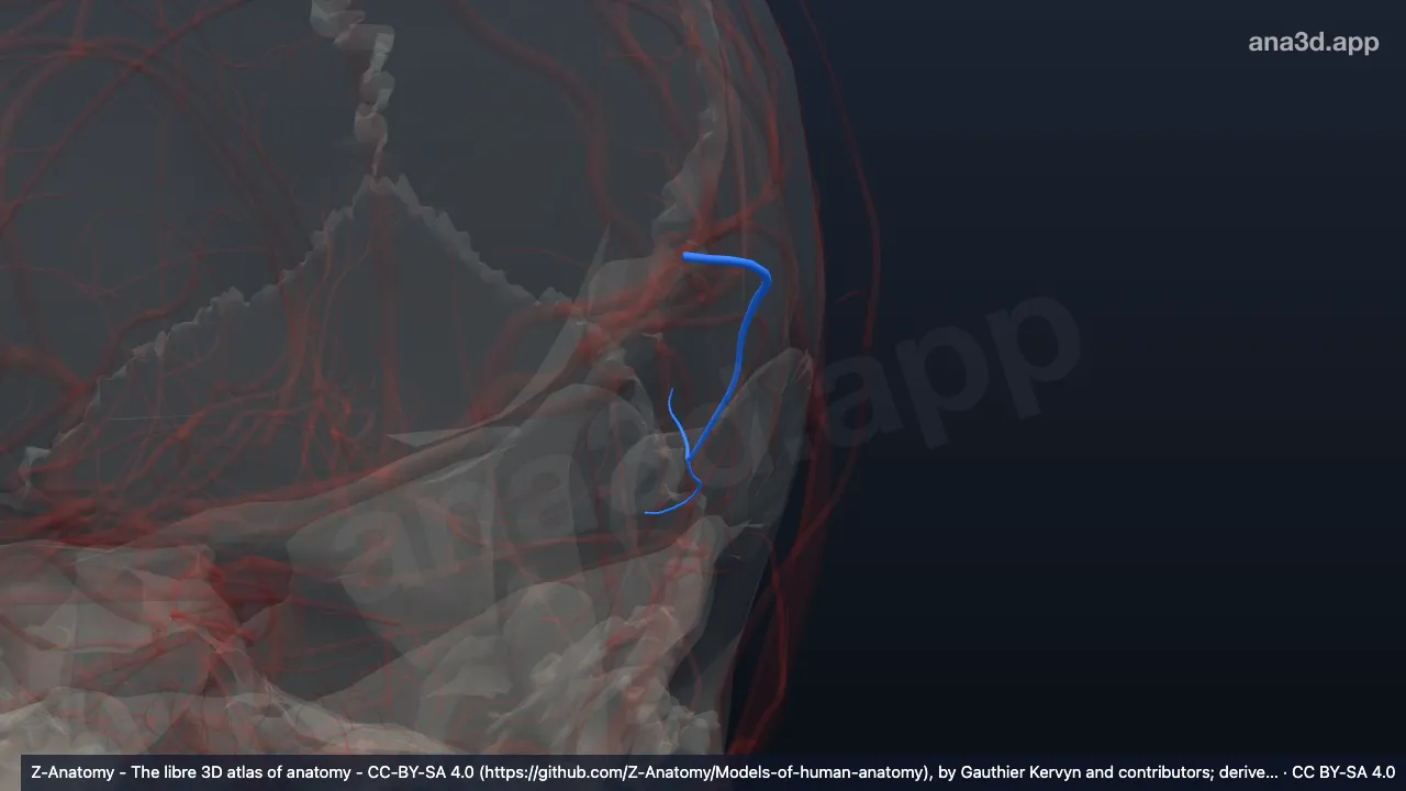 Modelo 3D: Rama temporal posterior izquierda