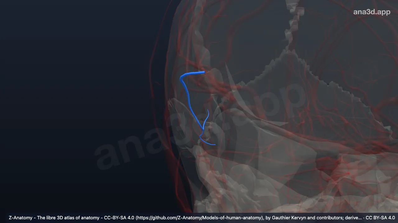3D model: right posterior temporal branch