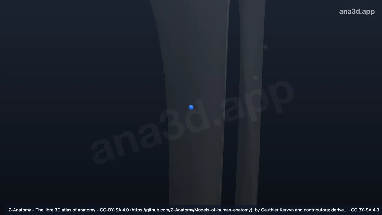 3D-Modell: Linker Nodus lymphoideus tibialis posterior