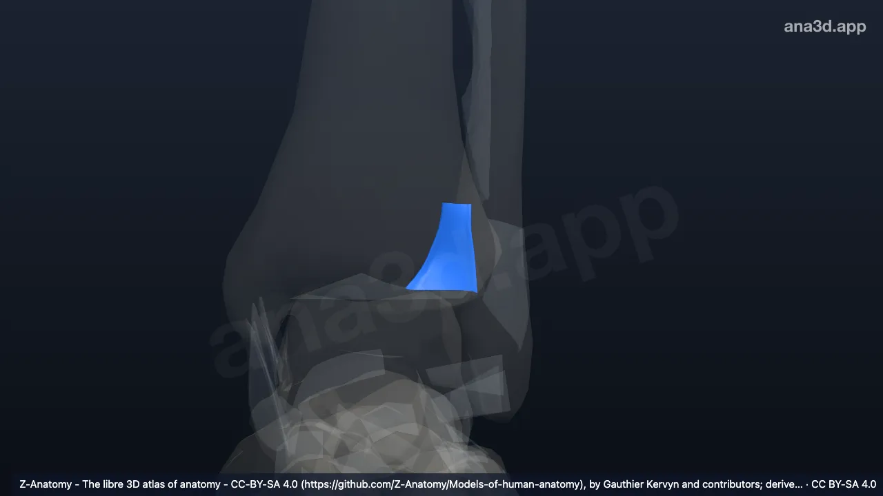 3D model: left posterior tibiofibular ligament