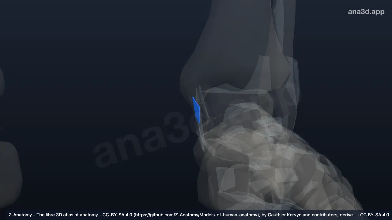 Modèle 3D : Ligament tibiotalaire postérieur gauche