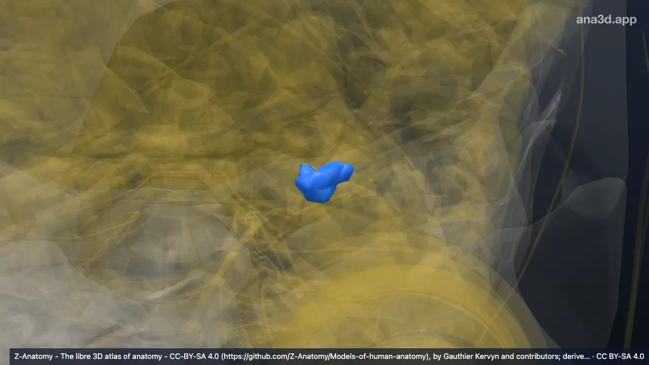3D model: left posterior transverse collateral sulcus